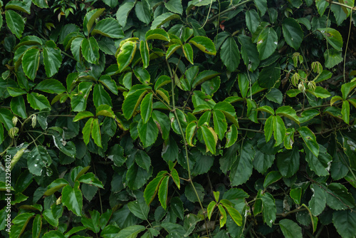 Wallpaper Mural Tropical leaf background with vivid, high contrast greens	
 Torontodigital.ca