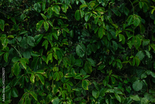 Wallpaper Mural Tropical leaf background with vivid, high contrast greens	
 Torontodigital.ca