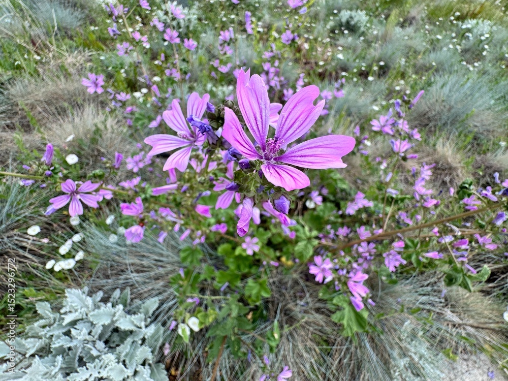Obraz premium Close-up of Malva sylvestris, known as common mallow, blooming in a natural meadow setting with purple petals and veined texture. Medicinal wildflower native to Europe and Asia.