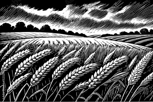 Black and white sketch vector of a wheat field under stormy skies with wind blowing the crops