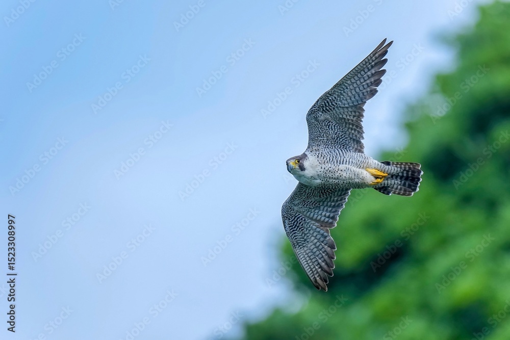 Fototapeta premium 青空と新緑バックに悠然と飛ぶハヤブサ成鳥