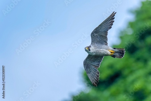 青空と新緑バックに悠然と飛ぶハヤブサ成鳥