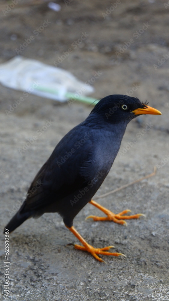 Obraz premium Close-up of a Jungle Myna (Acridotheres fuscus) Standing on Pavement