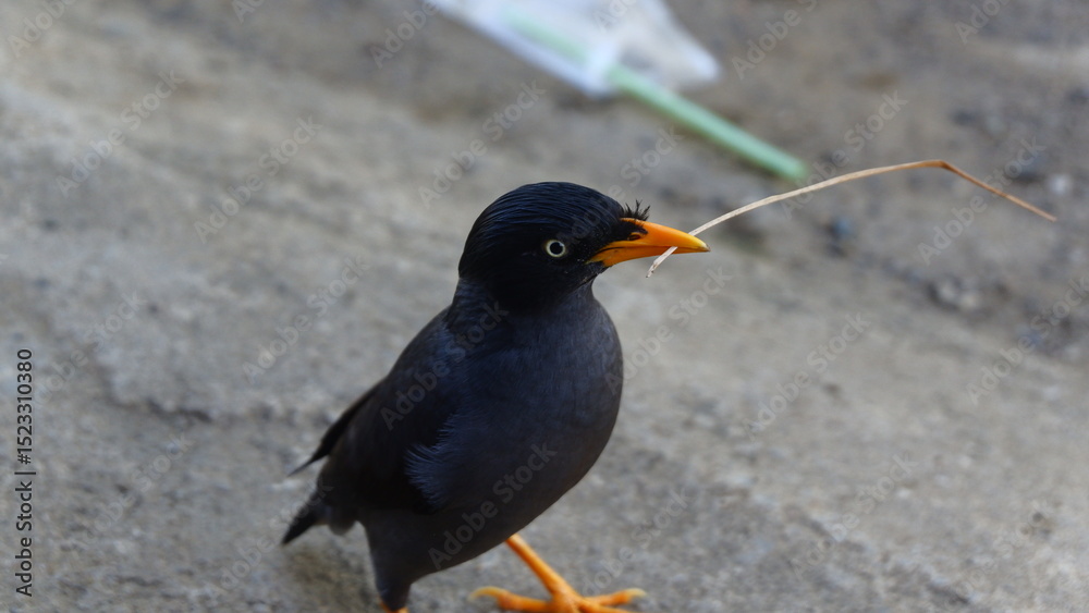 Fototapeta premium Close-up of a Jungle Myna (Acridotheres fuscus) Standing on Pavement
