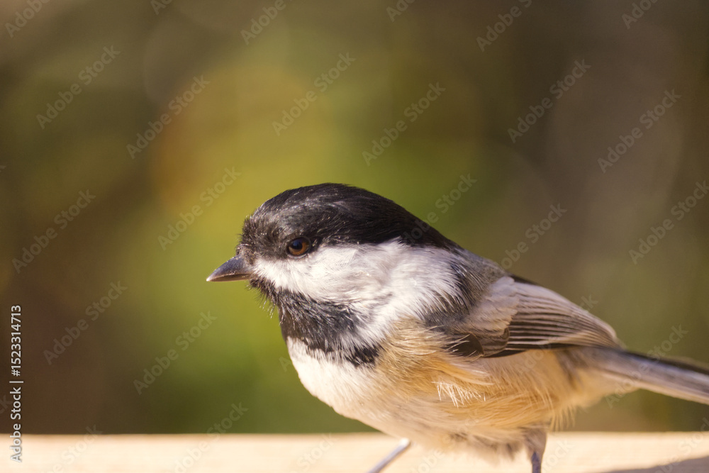 Obraz premium Close up of Black-capped Chickadee