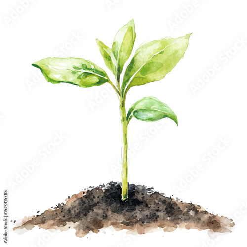 Sprouting Seedling Fresh Soil, watercolor painting vector, high quality, isolated on a white background.