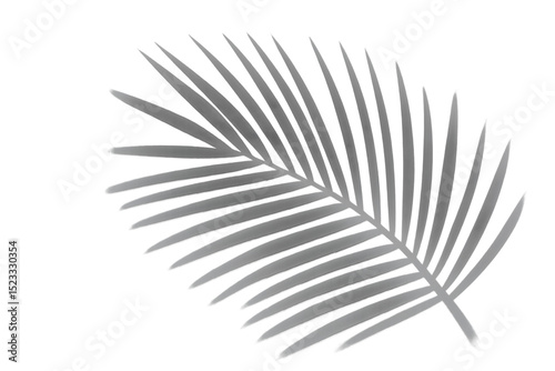 Realistic shadow overlay effect. Natural palm leaf shadows isolated on transparent background. Tropical coconut branch shade, foliage silhouette decoration. Design element for summer palm tree branch