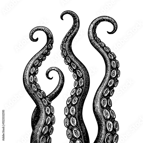 Tentacles of an octopus in vintage engraving style. Hand drawn marine illustration isolated on white background.