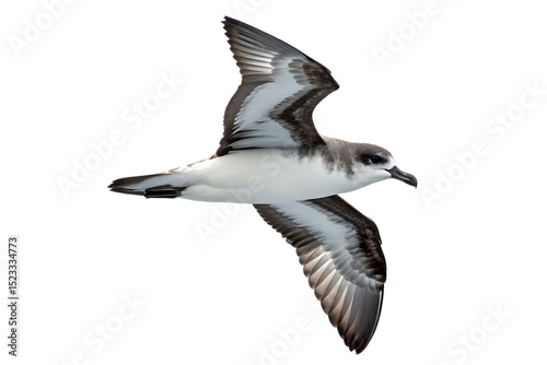White-faced storm petrel in flight isolated on a white background png ai