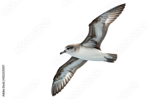 Antarctic prion bird in flight isolated on a white background png ai photo