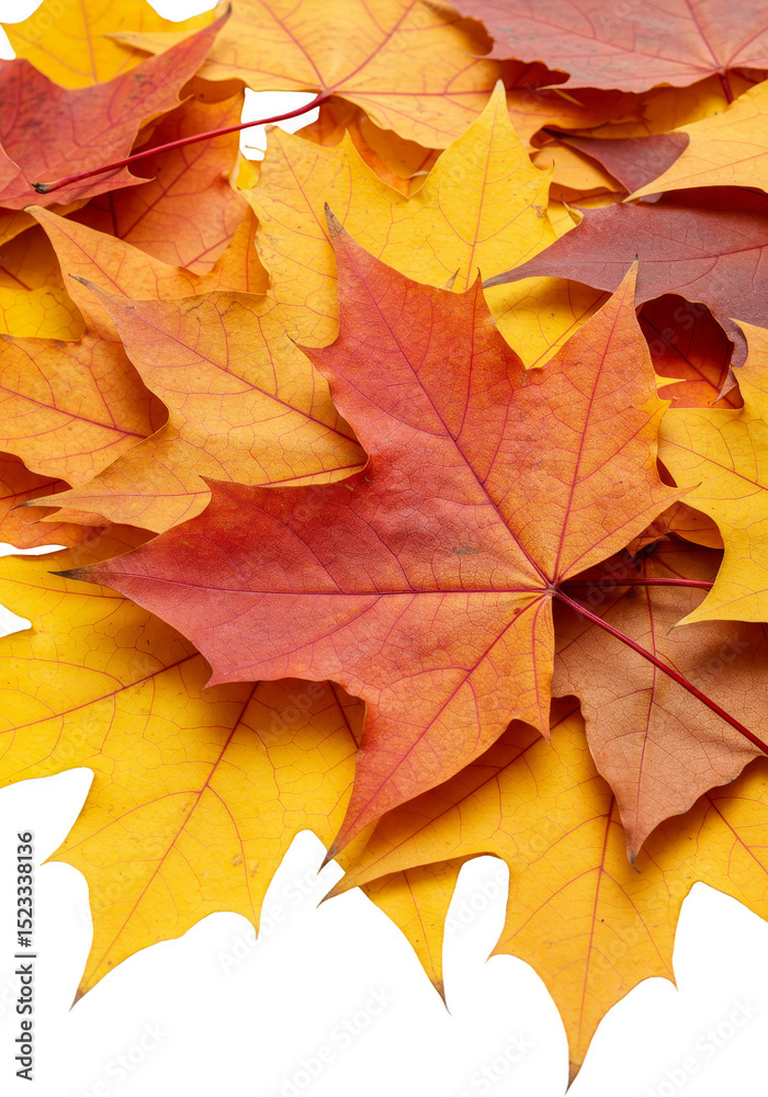 Autumn Leaves Transparent Background Vibrant Red and Yellow Maple Foliage Autumn Leaves Transparent Background Vibrant Red and Yellow Maple Foliage