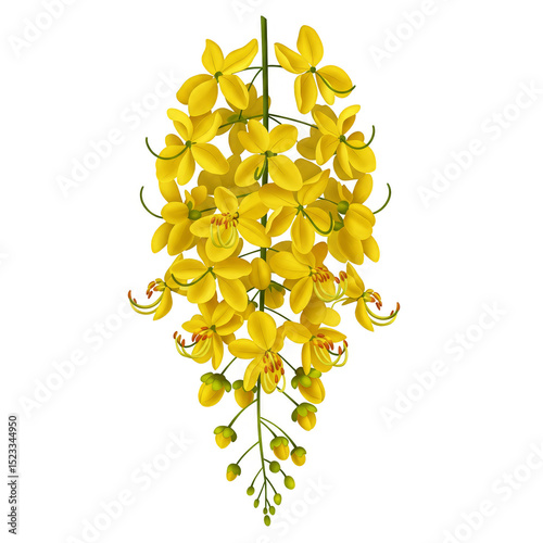 Illustration of Cascading Yellow Golden Shower Flowers on Transparent