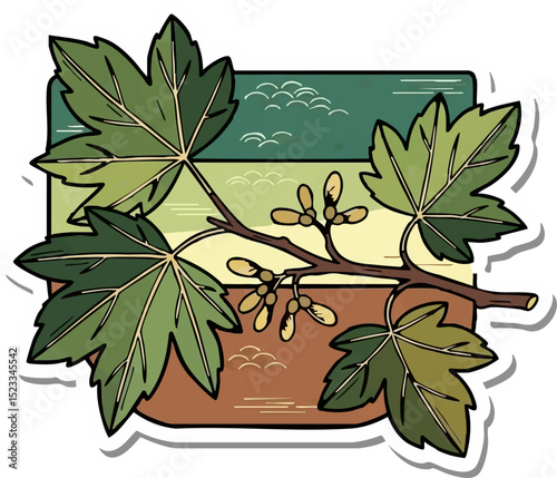 Sycamore Leaves