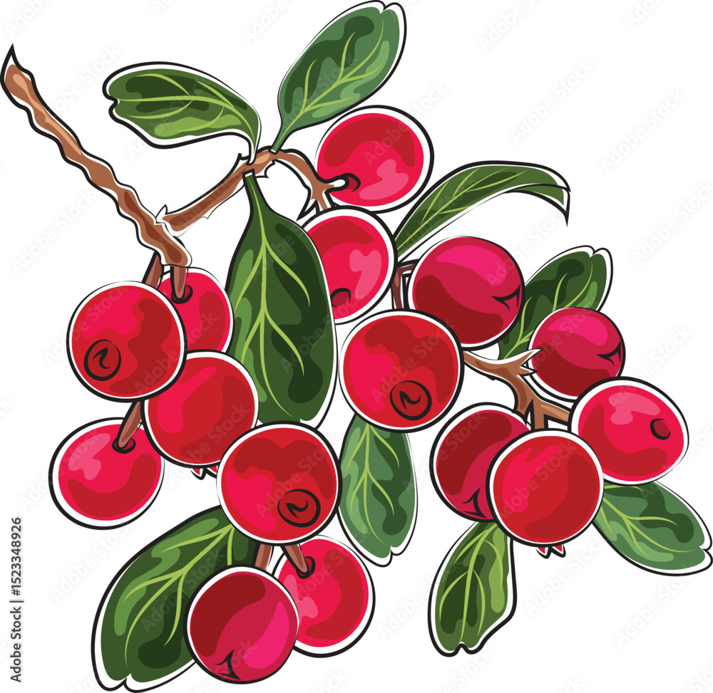 cranberries autumn element marker doodle style