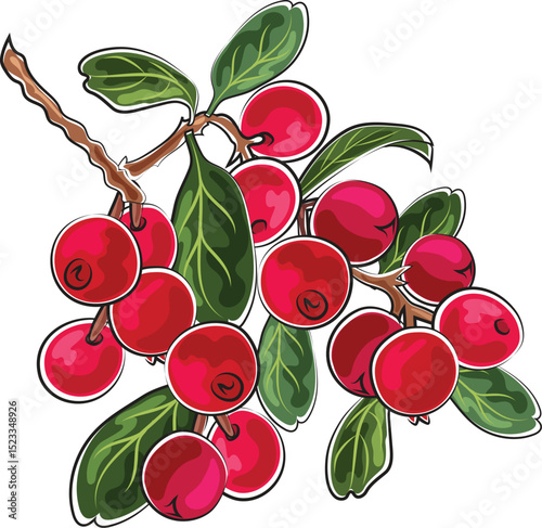 cranberries autumn element marker doodle style