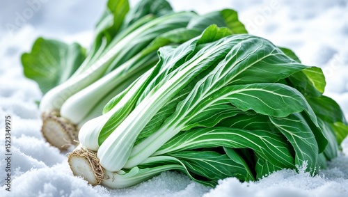 Fresh bok choy on snow
