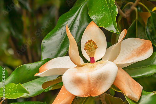 Magnolia flower close up after a rainy day