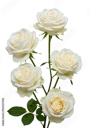 Floral Still Life Five Whit...