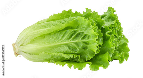 Green Lettuce Head Isolated...