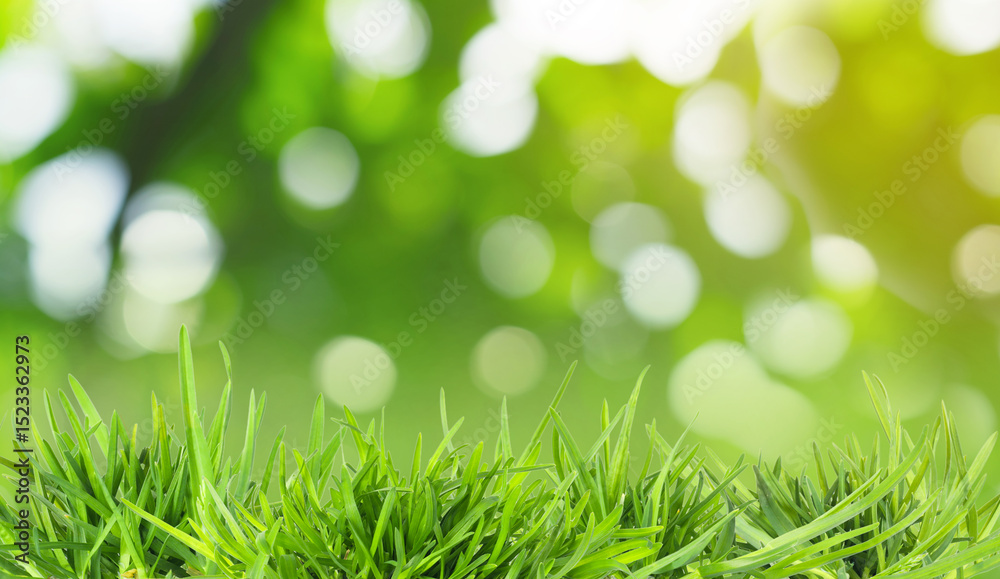 Obraz premium Lush green grass growing outdoors on sunny day, bokeh effect. Banner design