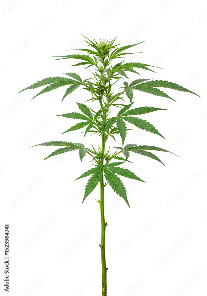 Fototapeta premium Isolated Marijuana Plant with Green Leaves on Transparent Background