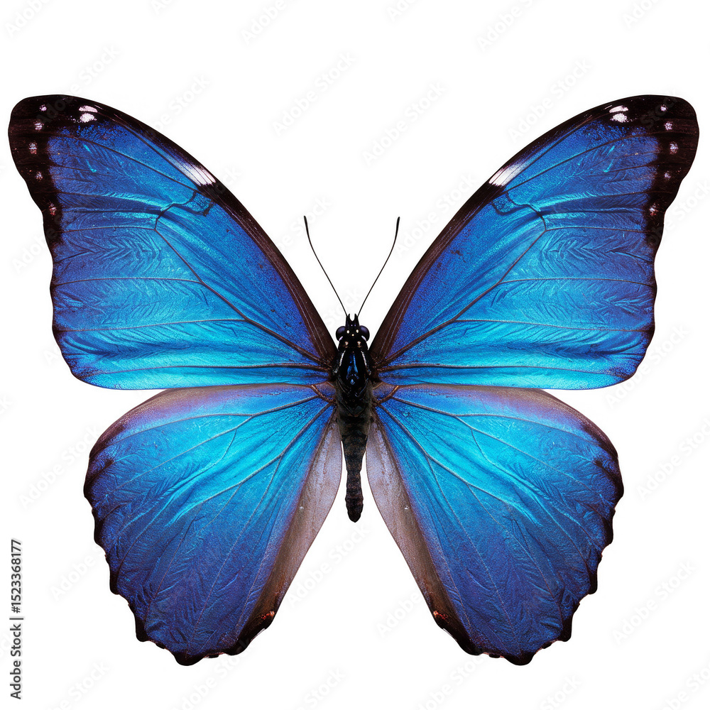 Fototapeta premium Illustration of Blue Butterfly with Open Wings Isolated on Transparent