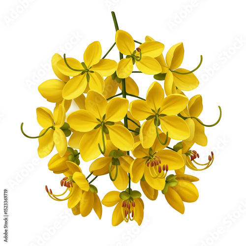 Illustration of Cassia Fist...