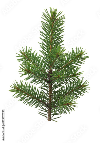 Isolated Transparent Background of Fresh Green Branchy Small Fir Tree