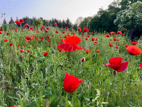 Fototapeta Naklejka Na Ścianę i Meble -  Bright red poppy in wild meadow under clear sky.