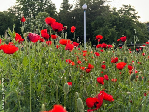 Fototapeta Naklejka Na Ścianę i Meble -  Close-up of a blooming red poppy among lush green grass.