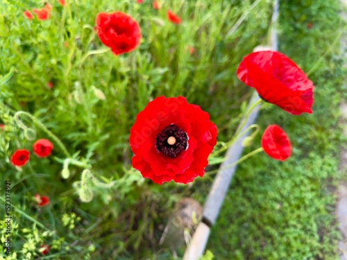 Fototapeta Naklejka Na Ścianę i Meble -  Wild poppy in green field, vibrant nature scene.