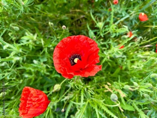 Fototapeta Naklejka Na Ścianę i Meble -  Red poppy flower with dew drops, natural summer background.