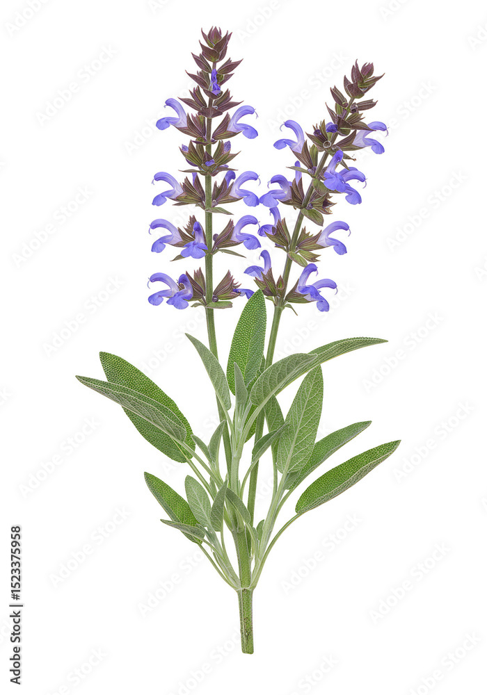 Fototapeta premium Isolated Transparent Background of Purple Salvia Flower Blooming Herb