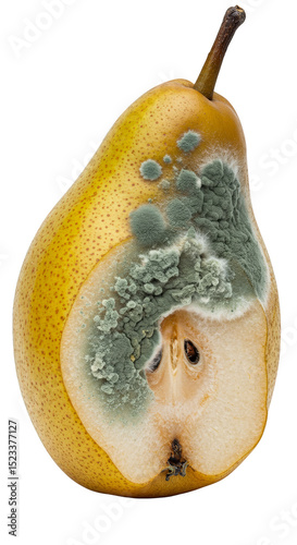 Illustration of Moldy Pear ...