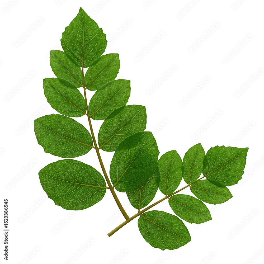 Fototapeta premium Isolated Transparent Image of a Green Leaf Branch Foliage Plant