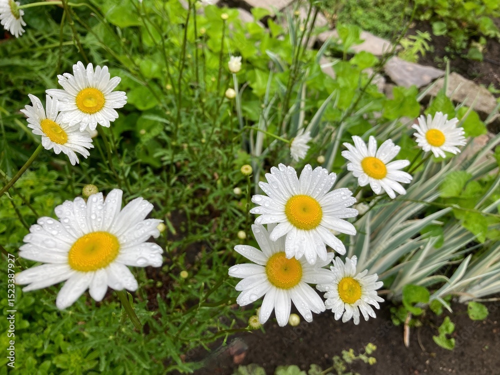 Obraz premium daisies in the garden