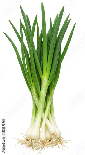 Isolated Fresh Green Scalli...