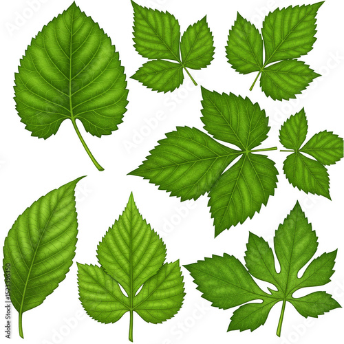 Isolated Illustration of Gr...