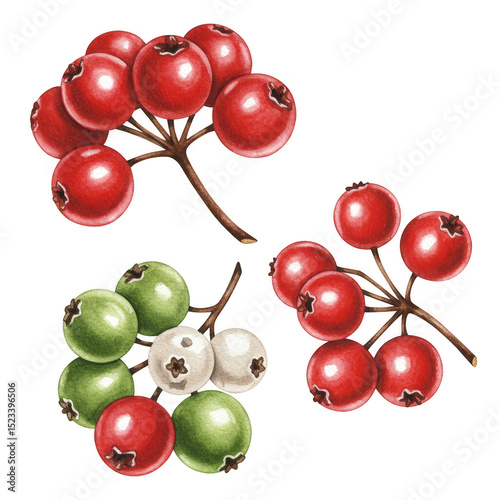 Isolated Illustration of Re...