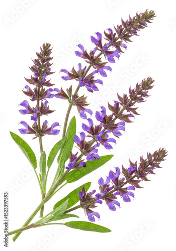 Isolated Lavender Flower in...