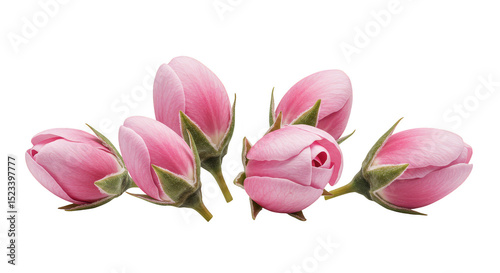 Isolated Macro Pink Flower ...