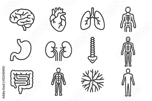 Anatomical icons: brain, heart, lungs, stomach, intestine, kidney, spine, nervous system