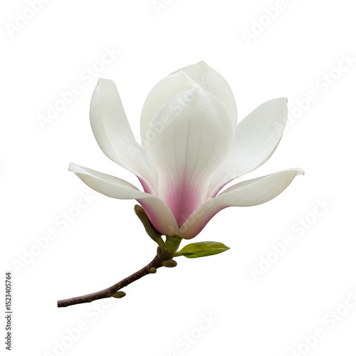 Isolated Transparent Backgr...