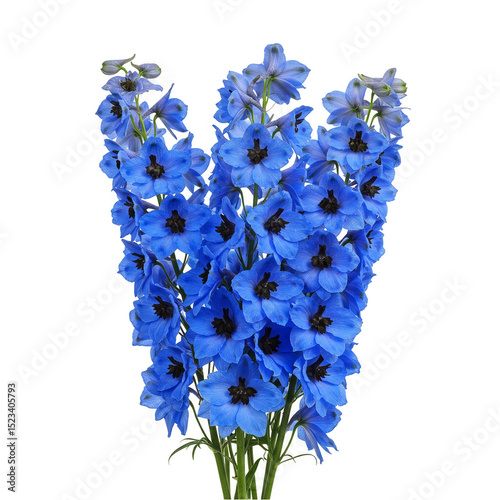Isolated Transparent Backgr...