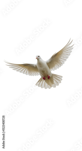 Isolated White Dove Flying ...