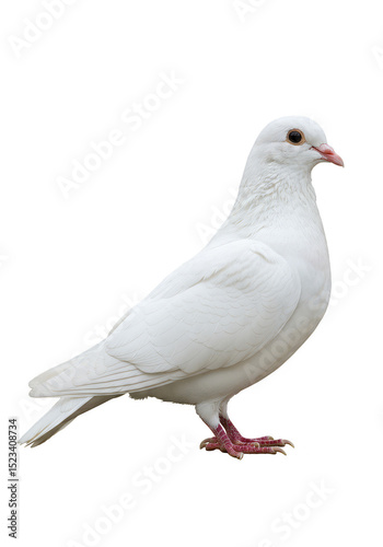 Isolated White Dove Bird on Transparent Background Pigeon Illustration