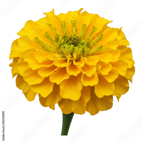 Isolated Yellow Marigold Fl...