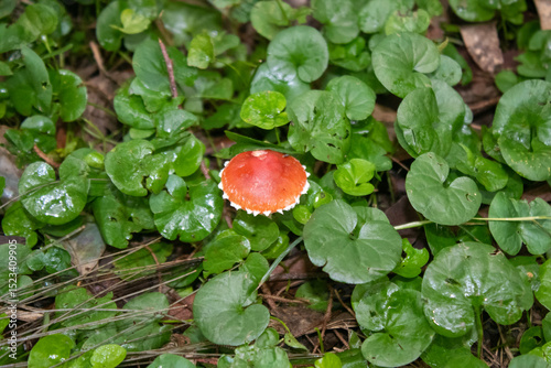 Seta roja tóxica
