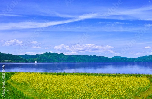 Tapety artystyczne 新緑の秋田県仙北市にある田沢湖、その湖畔に咲く菜の花畑と田沢湖の景観 