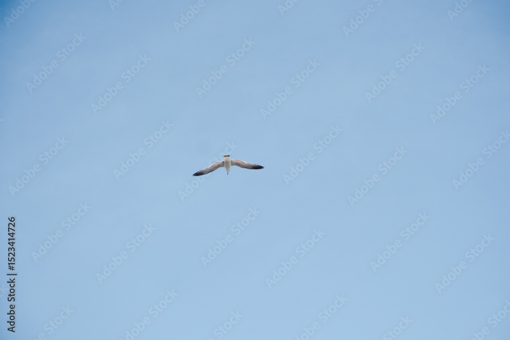 Obraz premium Flying seagull in the blue sky